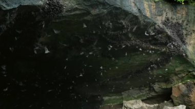 Üzerinde yarasa sürülerinin asılı durduğu kahverengi zeytin rengi olan büyük siyah bir mağara. Bazı yarasalar kanatlarını çırparak etrafta uçuyor. Gündüz vakti ağır çekimde yarasalar.