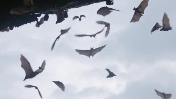 Una gran bandada de murciélagos vuela y cuelga de una roca oscura, contra un cielo azul con nubes. Los murciélagos vuelan en cámara lenta durante el día a la sombra de la cueva. Interesantes tiros con la vida de animales salvajes — Vídeos de Stock