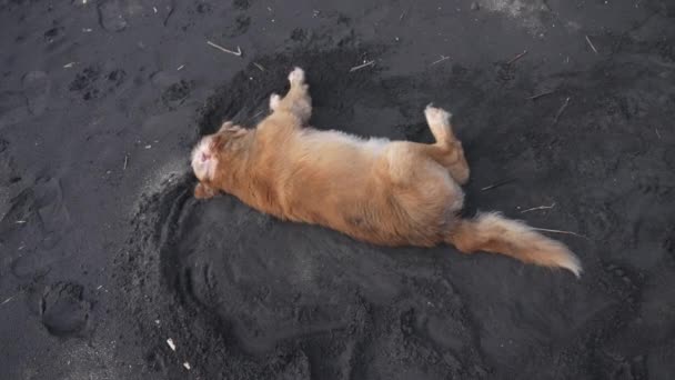 Duży pies golden retriever leży na plaży z czarnym piaskiem, patrzy w kamerę i odwraca się. Brązowy pies kopie piasek łapami i buja się z boku na bok. Zwolniony ruch. — Wideo stockowe