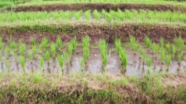 Pirinç tarlaları üzerinde, suyun dışında duran taze yeşil pirinç yığınlarıyla insansız hava aracı uçuşunun yakın çekimi. Suda yansıması olan organik pirinç tarlaları, gündüz. 4k