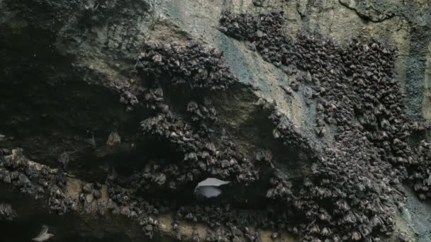 Gündüz vakti yeşil yosunlu, karanlık mağaranın yakınında uçan yarasa sürüsü. Balian Bali Endonezya 'daki kasvetli yarasa mağarasında vahşi yaşamı araştırıyorum. Film buğdaylı yüksek kaliteli 4K görüntü. Yavaş çekim. — Stok video