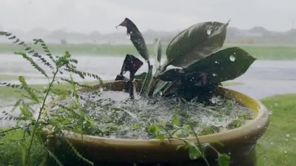 Flowerbed filled with water with a green plant on which drops of heavy torrential rain beat against background of an asphalt road and rice fields in the daytime. Storm, torrential downpour. Close-up — Wideo stockowe