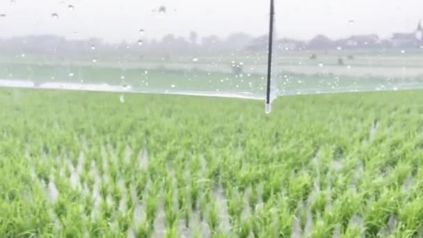 Pov human standing in the rain with a transparent Japanese umbrella and looking at the green rice on the background of the outlines of buildings. Rainy day in Bali. Indonesia. — Stockvideo