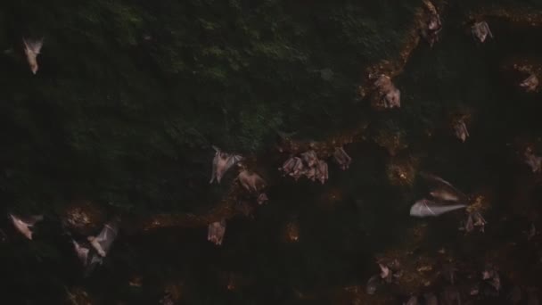 An amazingly beautiful shot inside a dark stone cave with beautiful green moss and bats hanging on stone arches and flying around waving their big wings. The House of bats in slow motion. — Stockvideo