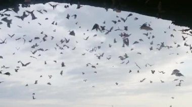 Büyük bir yarasa sürüsü bulutlu mavi gökyüzünün arka planına karşı uçarak tüm kareyi dolduruyor. Birçok yarasa gündüz vakti mağaranın gölgesinde ağır çekimde uçar. Vahşi hayvanların yaşamından eşsiz görüntüler..