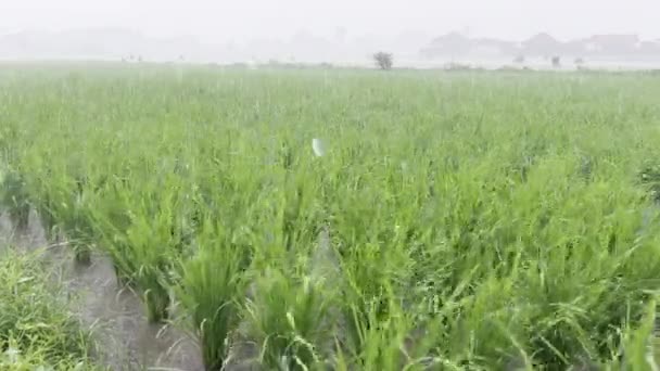 A green rice field sways in the wind during a strong storm under heavy rain. Agricultural rice fields during the rainy season. Strong gusts of wind shake the green growing young rice plants. — Stockvideo