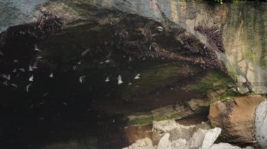 A large black cave with an olive brown color on which flocks of bats hang, some bats fly around flapping their wings. Bats in slow motion in the daytime. A flock of bats flies out of the cave