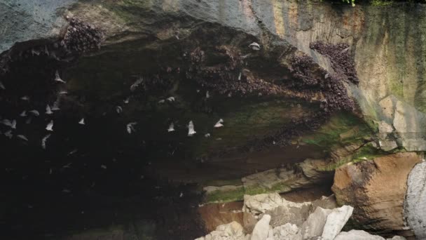 A large black cave with an olive brown color on which flocks of bats hang, some bats fly around flapping their wings. Bats in slow motion in the daytime. A flock of bats flies out of the cave — ストック動画