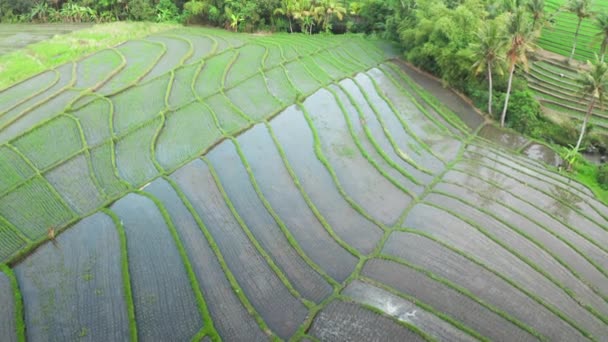 Birds-eye view of the beautiful rice terraces next to the green jungle and large palm trees. Agricultural production of organic rice, cascading fields taken from a drone in the daytime. 4k. — kuvapankkivideo