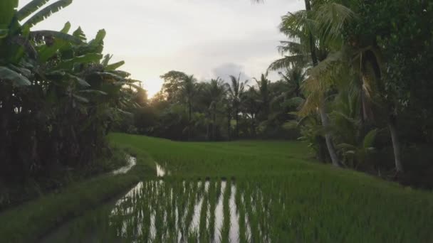 Camera flies between tropical thickets over rice terraces in the water of which sunset sky is reflected, rises above green tropical palm trees, opening a wonderful view of a wonderful sunset. drone — Vídeos de Stock