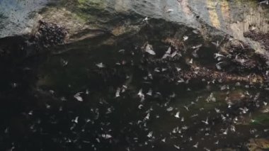 A large stone cave from which a huge flock of bats flies out in the daytime. Bats fly in slow motion against the background of a rocky cave. Beautiful shots of the life of bats.