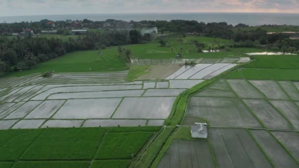 Um voo rápido de drone para campos de arroz verde e céu e oceano ao pôr-do-sol à distância. Plantações de arroz na ilha de Bali por mar ao pôr do sol. Campos agrícolas da Ásia a partir de tomadas de uma altura. — Vídeo de Stock