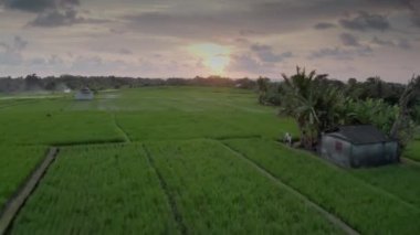 Pembe gökyüzü, günbatımı güneşi ve bulutlu bir manzaranın arka planında pirinç yeşil pirinç tarlalarının üzerinden yüksek hızda uçarak. Okyanus kenarında organik pirinç tarlaları. 4k