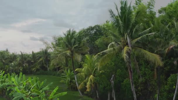 Drone flyby van grote groene palmbomen op hen tegen de achtergrond van groene jungle struiken en blauwe bewolkte lucht met wolken. Tropische planten overdag met takken fladderende in de wind. Jungle — Stockvideo