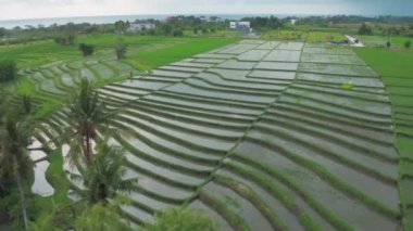 Pirinç suyu teraslarında, okyanusun arka planında organik pirinçle günbatımı gökyüzü ve güneşi olan güzel bir dron uçuşu. Pirinç üretimi. Muhteşem cennet alanları ve Bali 'nin okyanus manzaraları..