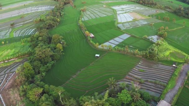 空中俯瞰美丽的稻田，旁边是绿色的丛林和巨大的棕榈树。农业生产有机水稻，白天从无人机上摘下梯田。4k. — 图库视频影像