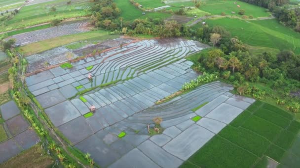 Aerial of view beautiful rice terraces next to the green jungle and large palm trees. Agricultural production of organic rice, cascading fields taken from a drone in the daytime. 4k. — Stock Video