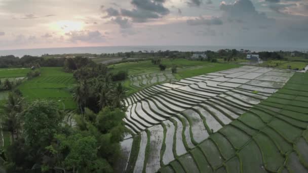 Egy gyönyörű drón repülés a rizs víz teraszok felett bio rizzsel az óceán hátterében, naplemente égbolttal és napsütéssel. Rizstermelés. A csodálatos naplemente rizs mezők és óceáni tájak Bali — Stock videók