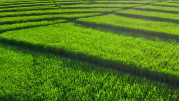 Bright green sun lit rice fields in a beautiful geometric pattern. Agricultural background. Paddy culture farming plantations in Bali island at Munggu district. Organic rice grass aerial view texture — Stock Video