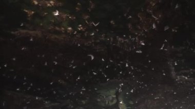 Karanlık bir taş mağaranın içinde bir sürü güzel yarasanın uçtuğu, büyük kanatlarını salladığı inanılmaz güzel bir çekim. Yarasalar Evi ağır çekimde. Vampir yarasalar..