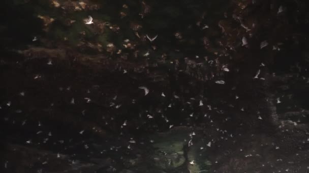 Um tiro incrivelmente bonito dentro de uma caverna de pedra escura com muitos morcegos bonitos voando, acenando suas grandes asas. A Casa dos Morcegos em câmara lenta. Morcegos-vampiros. — Vídeo de Stock