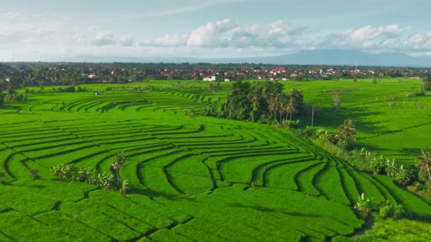 Aerial panoramic view of Bright green sunlit rice fields in beautiful geometric pattern. Agricultural background. Paddy culture farming plantations in Bali island Munggu district. Organic rice grass. — Stock Video