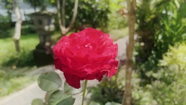 Primer plano de un brote de una hermosa rosa artesanal en un jardín verde sobre el fondo de un camino peatonal de piedra. Una flor de rosa en el jardín en un día soleado. Una rosa solitaria balancea en el viento. — Vídeos de Stock