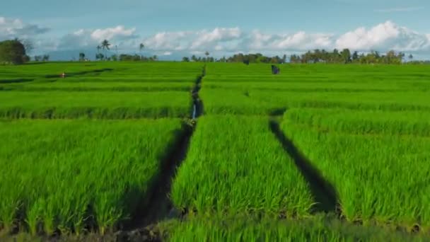 Parlak yeşil pirinç tarlaları üzerinde uçan hava beyaz bulutlu güzel mavi gökyüzüne karşı. Tarım geçmişi. Munggu 'daki Bali Adası' nda Paddy kültür tarım çiftlikleri. Organik pirinç çimi. — Stok video