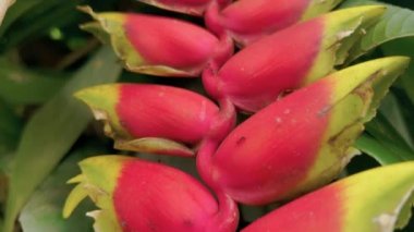 Kırmızı palulu tropikal çiçeğin sürünen karıncalarla yakın çekim makro dokusu. Yeşil kalın Heliconia Bihai adlı egzotik bitkinin canlı kamera görüntüleri. Bali adasının bitkilerini keşfedin..