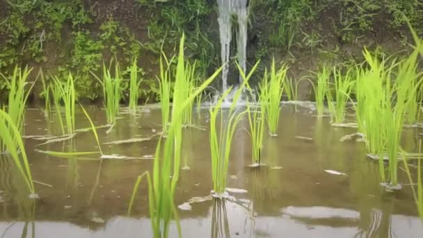 Close-up of green rice sprouts on a rice terrace with a small waterfall rendering the water. Varietas beras organik Baltik Berus bali tumbuh pada debu vulkanik dan air dari danau suci Bali. — Stok Video