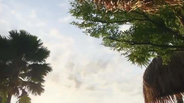 En bild av solnedgången himlen är gyllene blå med vita moln genom kronor palmer med vackra blad och träd svajande i vinden. Utsikt från restaurang till himmel genom träd och vissna torkade blad — Stockvideo