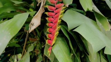 Üzerinde sürünen karıncalar olan kırmızı palulu tropik çiçek çerçevesi. Yeşil kalın Heliconia Bihai adlı egzotik bitkinin canlı kamera görüntüleri. Bali adasının bitkilerini keşfedin..