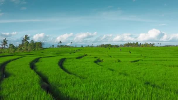 Heldere groene rijstvelden tegen een prachtige blauwe lucht met witte wolken. Landbouwkundige achtergrond. Paddy cultuur landbouw plantages op Bali eiland in Munggu district. Biologisch rijstgras vanuit de lucht. — Stockvideo