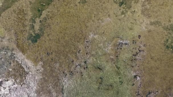 Letecký dron horní pohled záběry lámání vln padající s bílou pěnou vody na mělké útesy barvy zelená a modrá s krásnou přírodní texturou. — Stock video