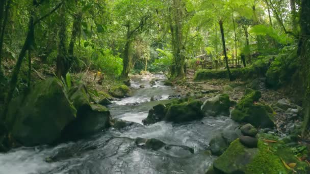 낮 에는 이끼와 녹색 정글 로 덮힌 돌 급류가 굽이쳐 흐르는 열대 강이었다. 큰 나무들의 배경에는 강 이 있고 덩굴 과 잎 이 있는 풍경 이 있다. 열 대 우림에 있는 강. — 비디오