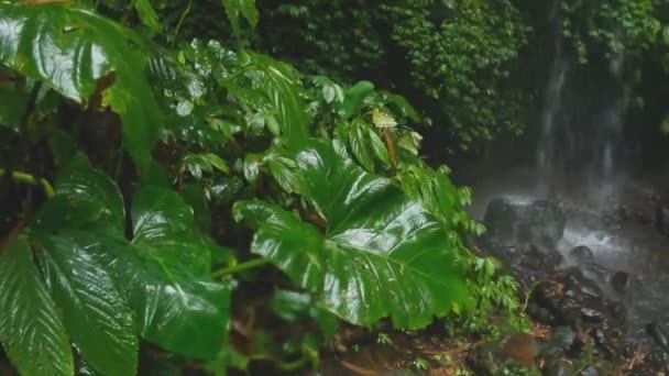 Grandes hojas verdes húmedas de monstera tropical se balancean en el viento sobre el fondo de la cascada rocosa en la selva. Lluvia sobre una exótica cascada con plantas tropicales y un pequeño lago. Vida silvestre de la isla de Bali. — Vídeo de stock