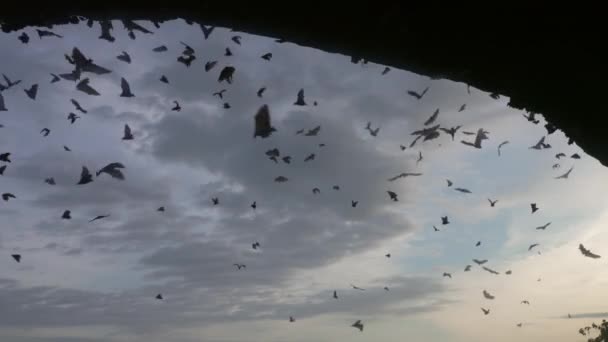 Una gran bandada de murciélagos vuela contra el fondo del cielo azul atardecer con nubes, llenando todo el marco. Muchos murciélagos vuelan en cámara lenta durante el día a la sombra de la cueva. Vida de animales salvajes. 4k. — Vídeo de stock