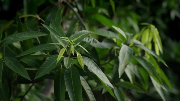 Les papayes tropicales aux grandes feuilles vertes se rapprochent sous une lumière douce. Panorama d'un buisson vert dans la jungle de jour. Belle faune intacte par l'homme. Gros plan sur les feuilles de plantes exotiques. — Video