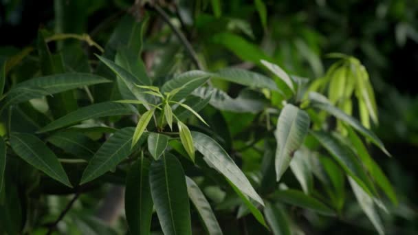 Tropische papaya planten met grote groene bladeren sluiten in zacht licht. Panorama van een groene struik in de jungle van overdag. Prachtige wilde dieren, onaangeraakt door de mens. Close-up van de bladeren van exotische planten. — Stockvideo