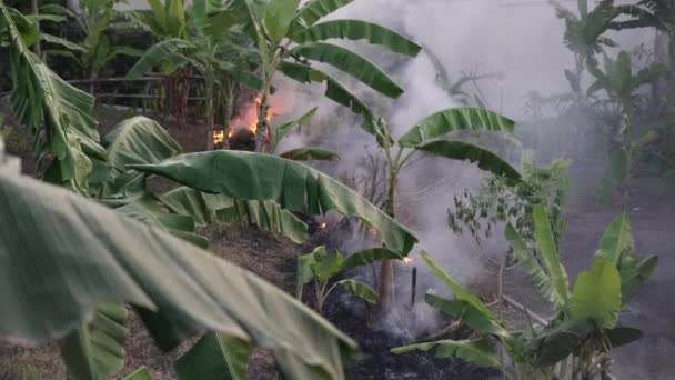 A blazing fire in a tropical forest was filmed in the daytime in slow motion. A fire in the green jungle with smoke and orange fire, smoke and burnt earth. A big fire between green tropical trees. — Stock Video