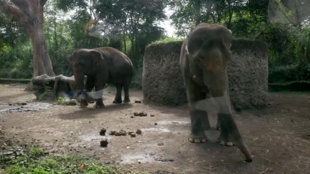 한 사람 이 차 유리를 통해 보고 있는 사람의 포그 야생 코끼리 두 마리를 위한 사파리 여행. 정글에서는 화창 한 날 야생의 모험 과 코끼리를 만난다. 느린 동작. 4k — 비디오