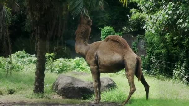 Pov van persoon kijken naar een volwassen kameel door autoraam tijdens een wildlife safari. Een volwassen kameel heeft groene palmbladeren in tropisch gebied tegen de achtergrond van groene jungle. Kameel kijken in het wild — Stockvideo