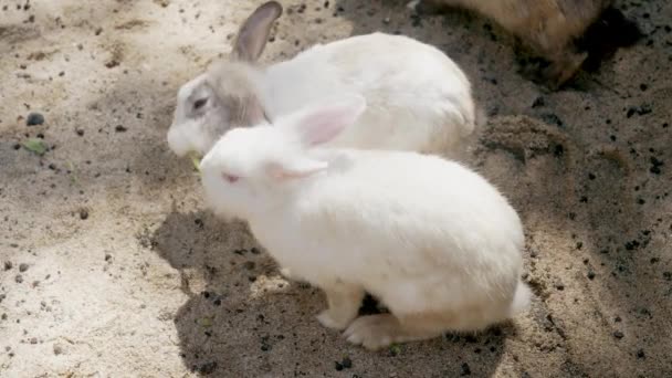 Two beautiful white hares with red eyes eat delicious green grass, pulling it from each other. Beautiful white rabbits compete while eating outside on a sunny day, sitting on sandy ground. Top view. — Stock Video