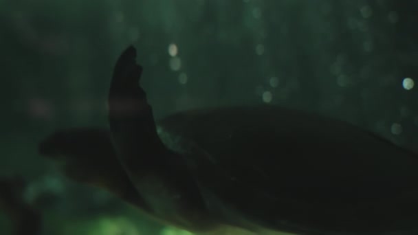 Primo piano di tartarughe che nuotano sott'acqua su sfondo di belle bolle lucenti. I raggi di luce subacquei penetrano attraverso l'acqua e illuminano gli animali marini. Le tartarughe marine nuotano tranquillamente — Video Stock