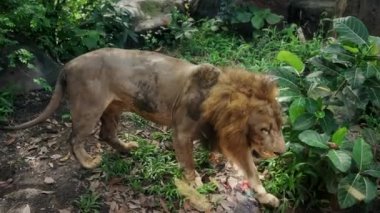 Bir insan, ormanda safari sırasında arabanın camından yetişkin bir aslanı izler. Yetişkin bir aslan, tropik bir bölgenin ormanında yürür. Aslan vahşi doğada izliyor. Pazar günü. Ağır çekim. 4k.
