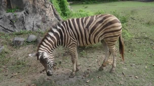 Pov uma pessoa observa uma zebra adulta através de uma janela de carro durante um safári de vida selvagem. Zebra é jogado maçãs e ela come de pé em um prado verde. A ver uma zebra listrada. Movimento lento. 4k. — Vídeo de Stock