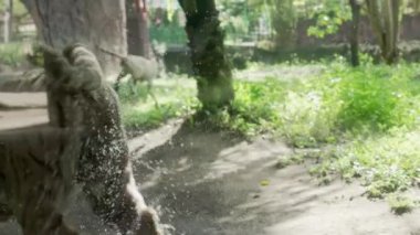 Güneşli bir günde yeşil bir bahçede çamur ve su sıçratarak koşan beyaz kaplanın güzel yaratıcı bir görüntüsü. Büyük kedi, dişi arkadaşına doğru koşuyor hayvanat bahçesinin yeşil çimlerinde yürüyor.