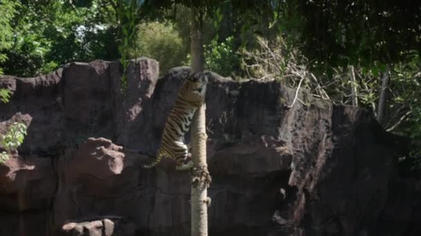 Un tigre indonesio rápido saltando sobre un poste de madera persiguiendo a un conejo muerto y subiendo a la cima. Hermosa actuación de tigre entrenado en la isla de Bali en Indonesia. Fauna del país tropical — Vídeos de Stock