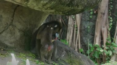 Küçük bir manmatkap yavrusu annesinin kürküne dokunuyor ve onunla iletişim kurmaya çalışıyor. Bali hayvanat bahçesinde kötü huylu egzotik maymun ve çocuğu tropikal ormanda bir kayanın gölgesinde oturuyor..
