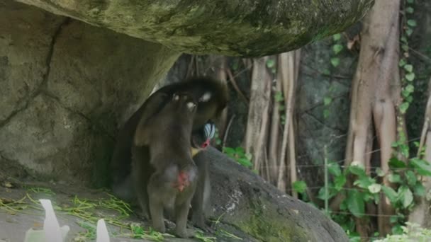 Маленький мандрил торкається матерів хутра і намагається спілкуватися з нею. Погана екзотична мавпа в балійському зоопарку і її дитина сидять у тіні скелі в тропічних джунглях.. — стокове відео
